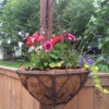 Planting a Hanging Flower Basket