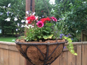 Planting a Hanging Flower Basket