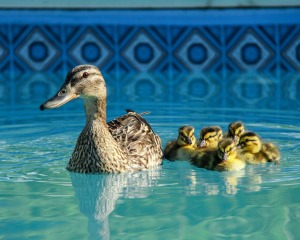 Mother duck in ducklings in a swimming pool