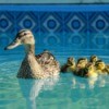 Mother duck in ducklings in a swimming pool