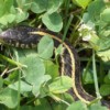 Garter Snake Under the Bush