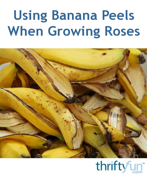 Using Banana Peels When Growing Roses ThriftyFun