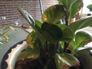 plant with dark green glossy leaves and brown spots