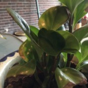 plant with dark green glossy leaves and brown spots