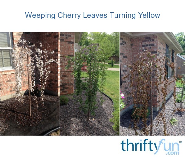 Weeping Cherry Leaves Turning Yellow? ThriftyFun