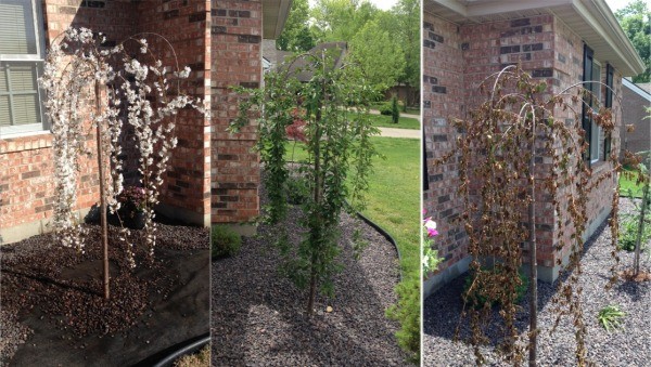 Weeping Cherry Leaves Turning Yellow