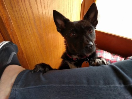 Daisy (Rat Terrier and Schipperke Mix)