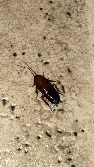 dark brown bug