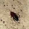 dark brown bug