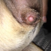 Bump on Dog