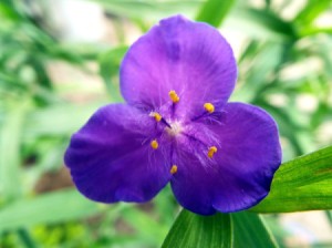 purple spiderwort flower closeup