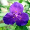 purple spiderwort flower closeup