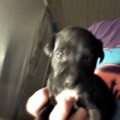 black puppy with white on chest