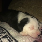 black and white puppy