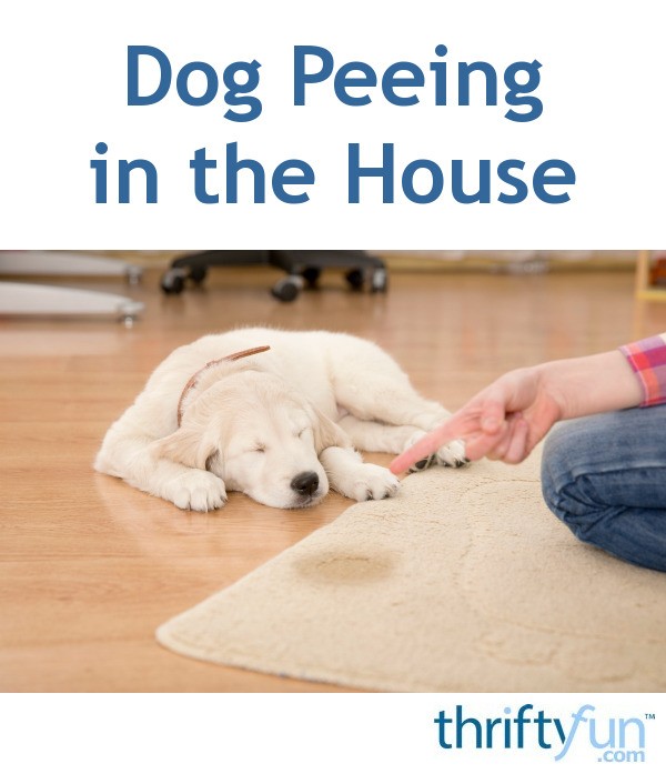 Dog Peeing in the House | ThriftyFun