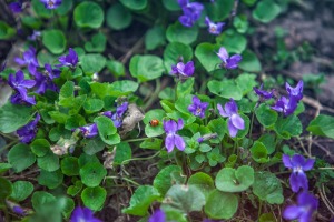 Wild Violets growing soil