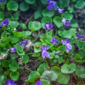 Wild Violets growing soil