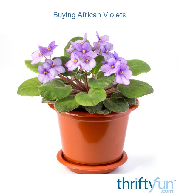 buying-african-violets-thriftyfun