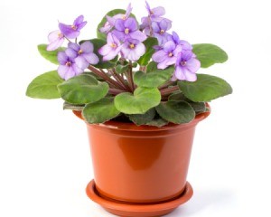 Pot of purple African Violets against a white background