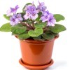 Pot of purple African Violets against a white background