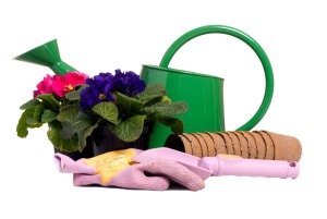 Two pots of African Voilets, Watering Can, gardening gloves, and extra pots against a white background