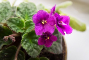 Close up of three African Violet blooms against green foilage