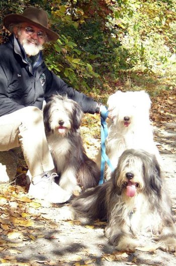 Bearded Collies