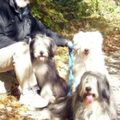 Bearded Collies