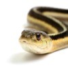 Garter Snake on a White Background