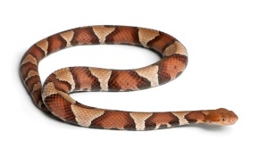 Copperhead snake against a white background