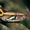 close up image of a snake with it's tongue out
