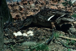 Mallard Duck Tending Nest of Eggs