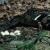 Mallard Duck Tending Nest of Eggs