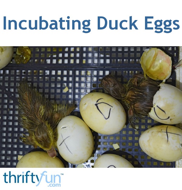 Incubating Duck Eggs? ThriftyFun