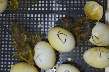 Baby ducks hatching in an incubator