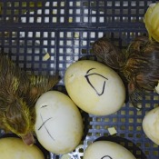 Baby ducks hatching in an incubator