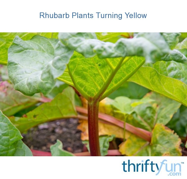 Rhubarb Plants Turning Yellow? ThriftyFun