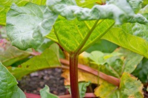 Rhubarb leaf with yellowing leaves in the background
