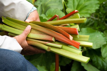 Hands holding freshly picked rhubarb stalks