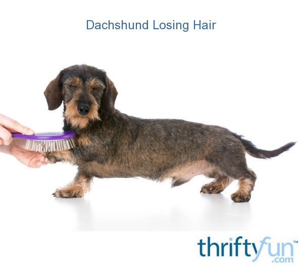 my dachshund is losing hair