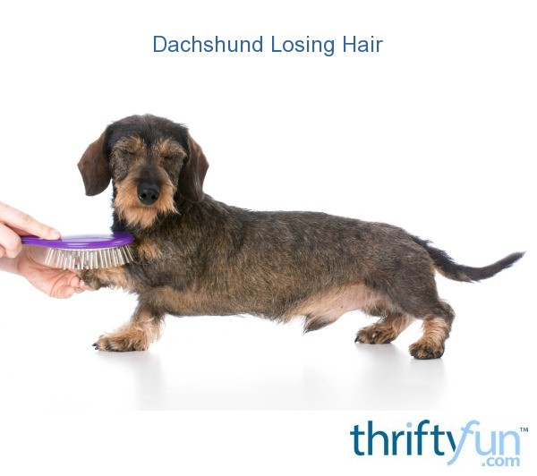 Dachshund Losing Hair ThriftyFun
