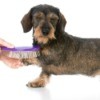Short haired dachshund getting his hair brushed