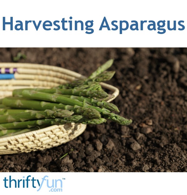 Harvesting Asparagus? ThriftyFun