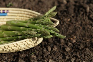 Asparagus spears in basket against a dirt background