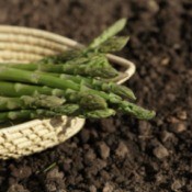 Asparagus spears in basket against a dirt background
