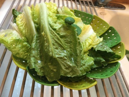 Cleaning and Storing Romaine Hearts