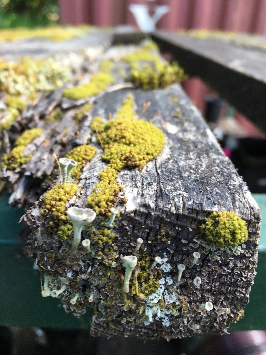 Moss and Fungi Photos ThriftyFun