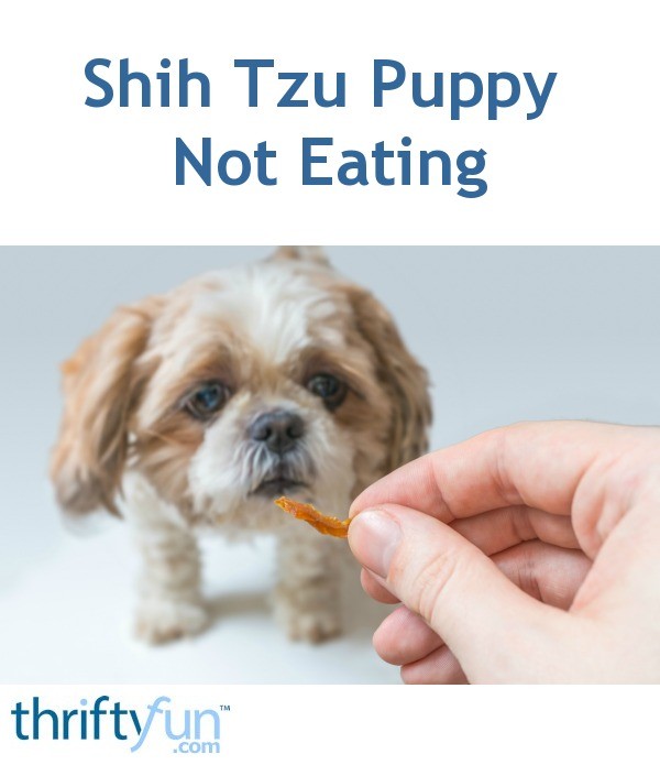 tzu shih puppy eating