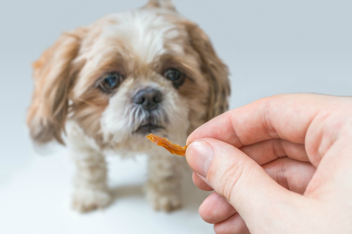 feeding shih tzu puppy