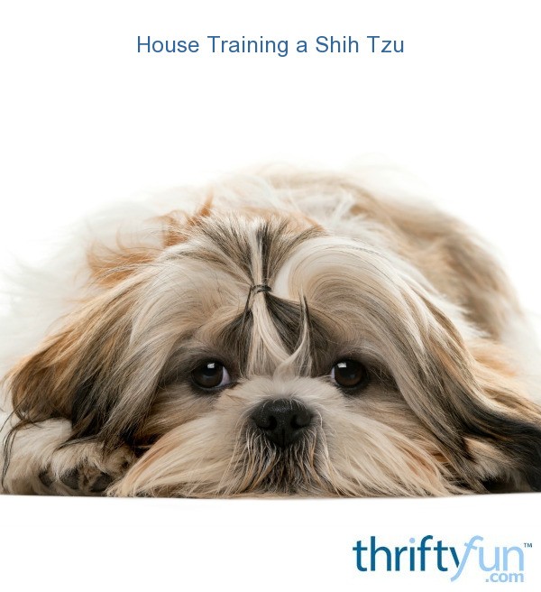 House Training A Shih Tzu Thriftyfun